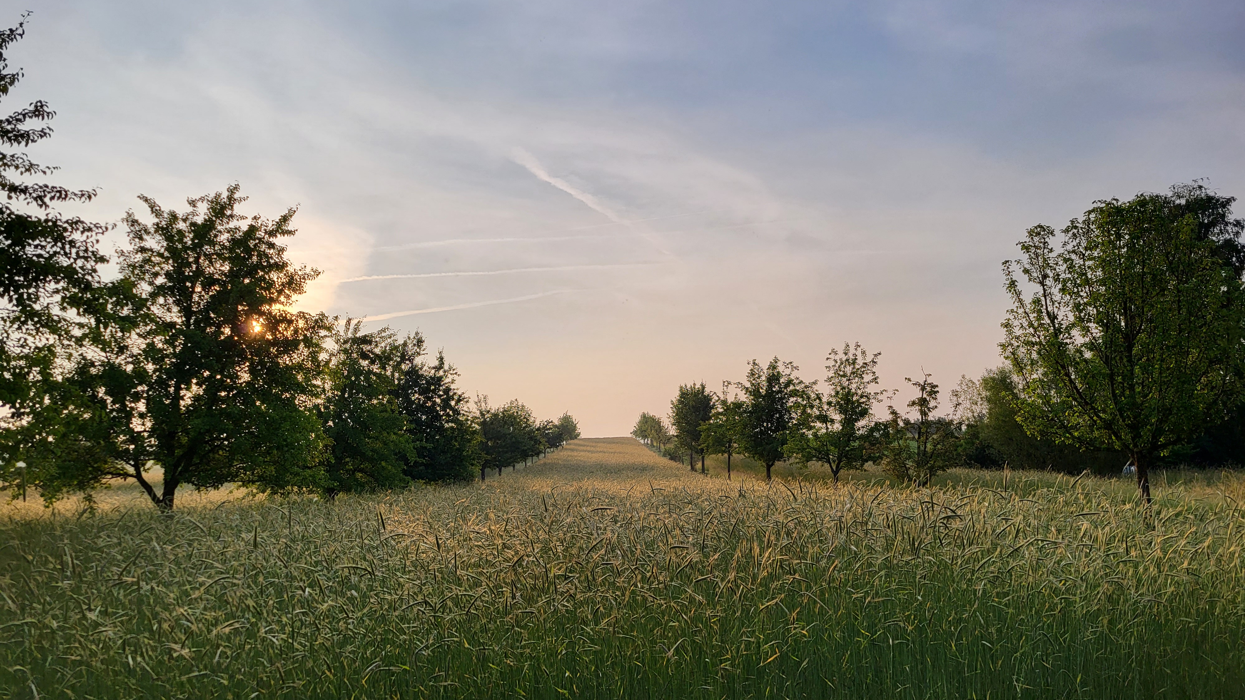Auf dem Bild sehen Sie eine ruhige Landschaft in den Abendstunden.  Im Vordergrund erstreckt sich ein weites Feld mit hohem, dicht wachsendem Getreide oder Gras. Die Halme wirken leicht bewegt und schimmern im warmen Licht der tief stehenden Sonne. Links im Bild scheint die Sonne durch die Blätter eines Baumes und erzeugt ein weiches, goldenes Leuchten.  Das Feld führt leicht ansteigend in die Bildmitte, wo es am Horizont verschwindet. Entlang des Feldes stehen in regelmäßigen Abständen Bäume – vermutlich eine Obstbaumreihe oder eine Allee. Diese Struktur verleiht dem Bild eine klare Perspektive und führt den Blick nach oben in die Ferne.  Der Himmel ist weit und offen. Zarte Wolken und mehrere feine Kondensstreifen ziehen sich quer durch das helle Blau-Grau des Abendhimmels. Die Stimmung wirkt friedlich, natürlich und sommerlich – ein Moment kurz vor Sonnenuntergang in einer ländlichen Umgebung.ra