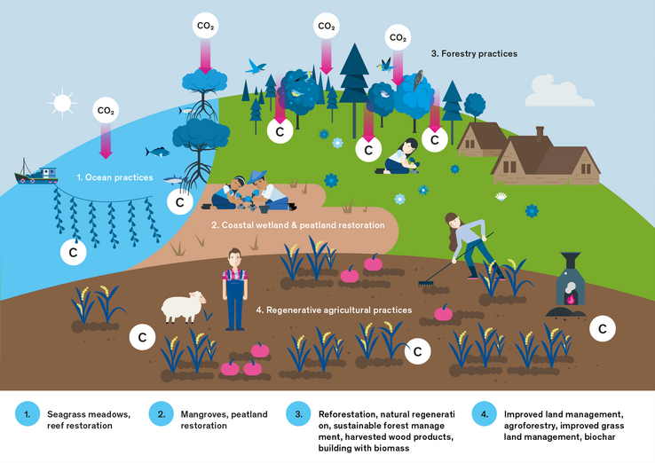 What are nature-based solutions? | myclimate