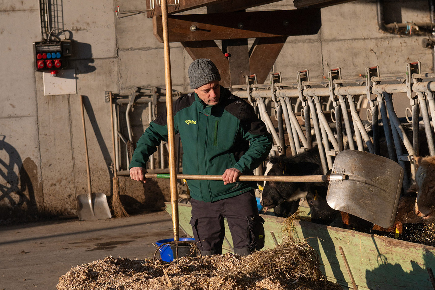 A farmer wearing a cap and green agricultural jacket stands in a barn and mixes bedding with a large shovel. Cows on feed fences and a clean, tidy barn environment are visible in the background.