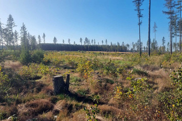 Eine offene Waldfläche mit verstreutem Jungwuchs und hohen Gräsern im Vordergrund. Links ist ein hölzerner Hochsitz zu sehen. Der Hintergrund zeigt eine dichte Reihe von Tannen und Fichten, die den Horizont markieren.