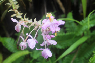 Eine zarte rosa Orchidee mit gelben Details vor grünen Farnblättern in einem tropischen Setting.