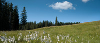 A meadow with a wooded area on a sunny day