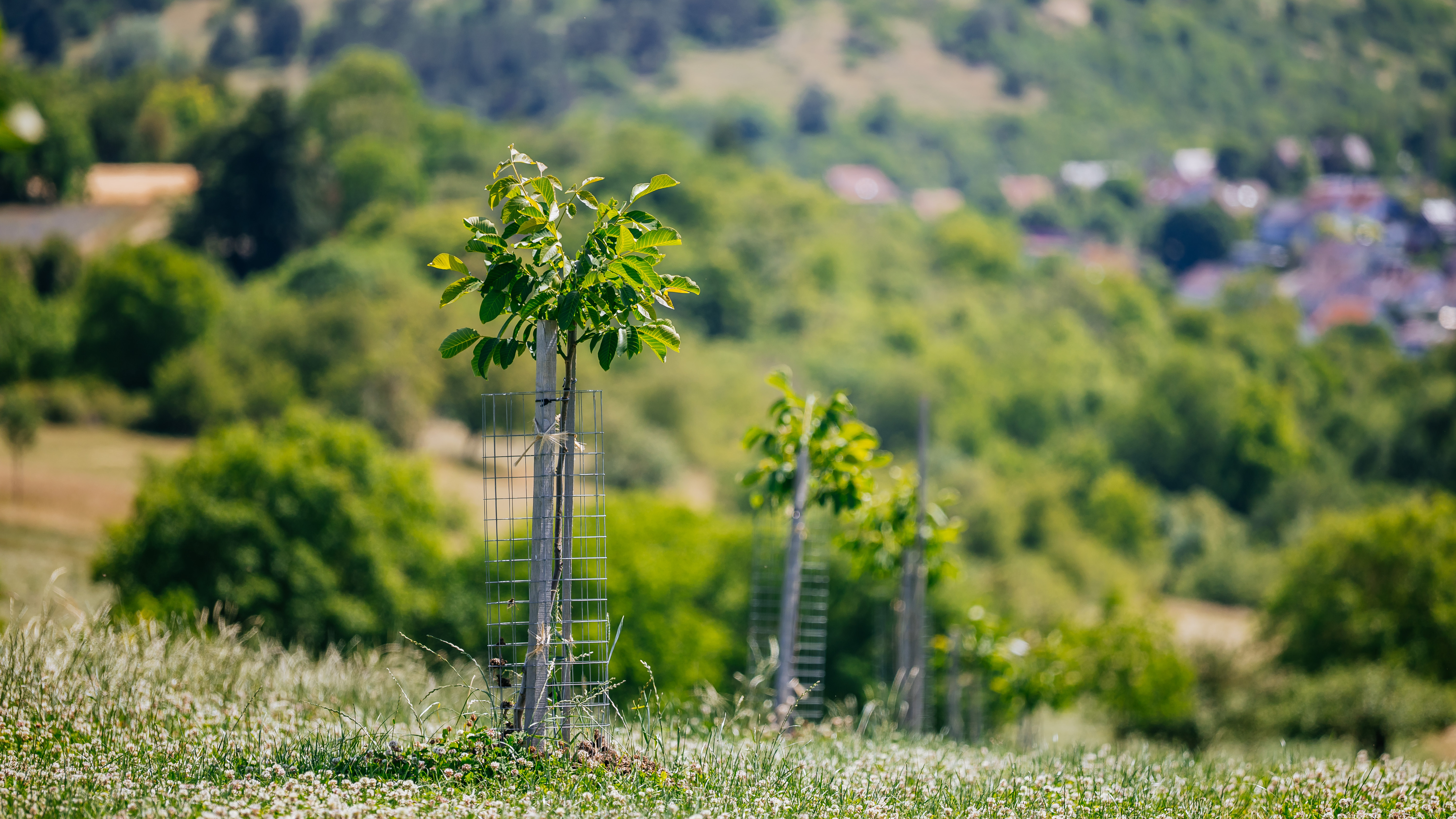Reihe von frisch gepflanzten Setzlingen in landwirtschaftlicher Umgebung.