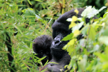 Ein Gorilla sitzt im dichten Grün und schaut nachdenklich zur Seite, teilweise von Blättern verdeckt.