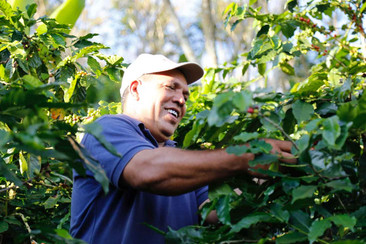 A smiling man in a blue shirt and beige cap harvests coffee plants in a dense, green coffee plantation.