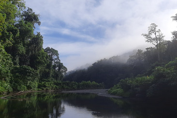 Ein gemächlich fließender Fluss durchzieht einen dichten, grünen Regenwald, der sich im ruhigen Wasser spiegelt. Der Himmel ist teils bewölkt und leichter Nebel liegt über dem Wald, was eine friedliche und geheimnisvolle Atmosphäre schafft.