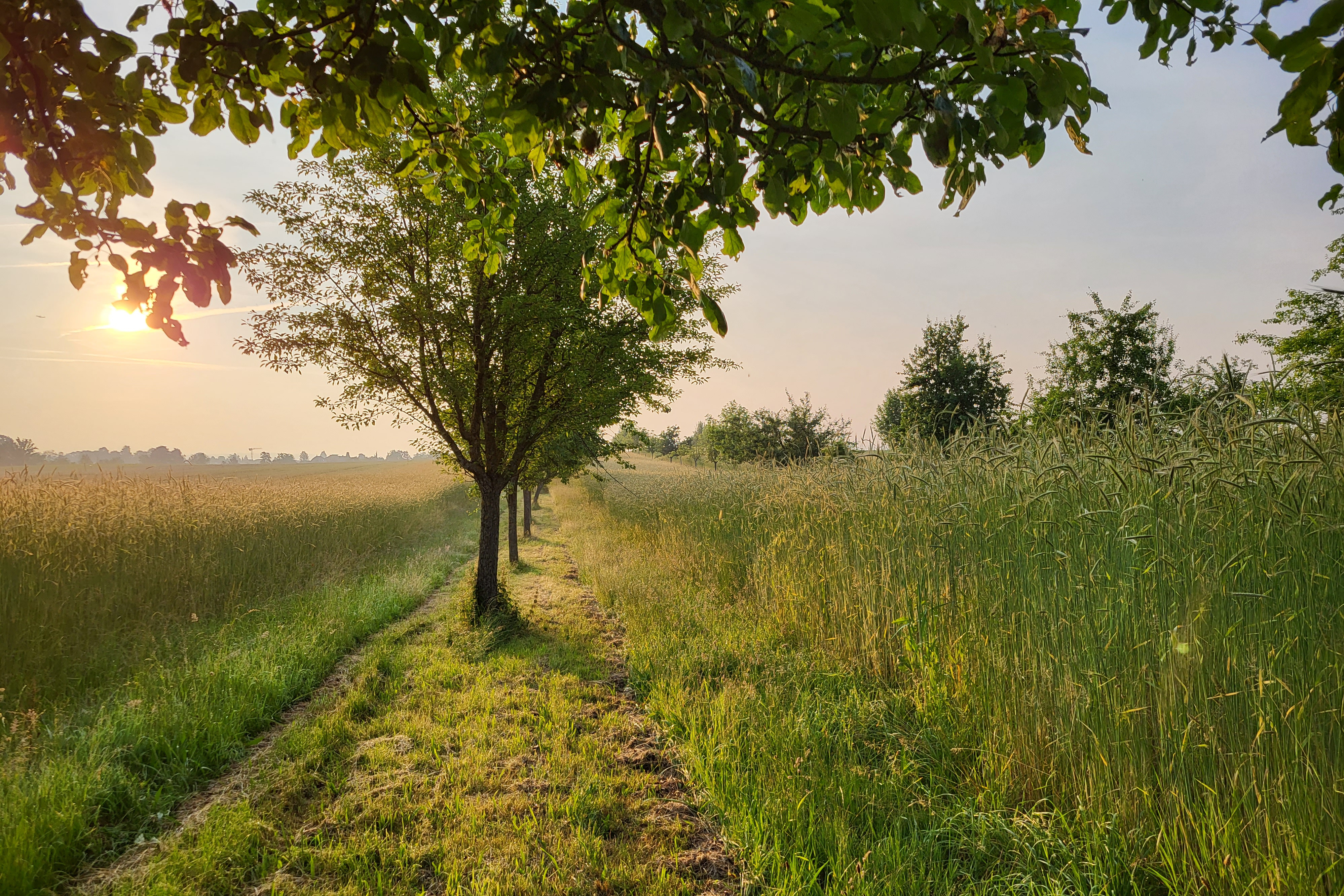 Auf dem Bild sehen Sie eine ruhige Naturlandschaft in warmem Morgen- oder Abendlicht.  Im Mittelpunkt steht ein einzelner Baum mit dichtem, grünem Blätterdach. Das Sonnenlicht fällt seitlich ein und taucht die Szene in goldene Farbtöne. Der Stamm wirft einen weichen Schatten auf den Boden.  Links und rechts des Baumes erstreckt sich eine Wiese mit hohem Gras und wilden Pflanzen. Ein schmaler, ausgetretener Pfad führt direkt auf den Baum zu und verläuft weiter in die Tiefe der Landschaft. Dadurch entsteht eine natürliche Blickführung, die das Bild harmonisch und ausgewogen wirken lässt.  Im Hintergrund sehen Sie weitere Bäume am Horizont, leicht vom warmen Licht umhüllt. Die Atmosphäre wirkt friedlich, ruhig und fast meditativ – wie ein früher Sommermorgen auf dem Land.