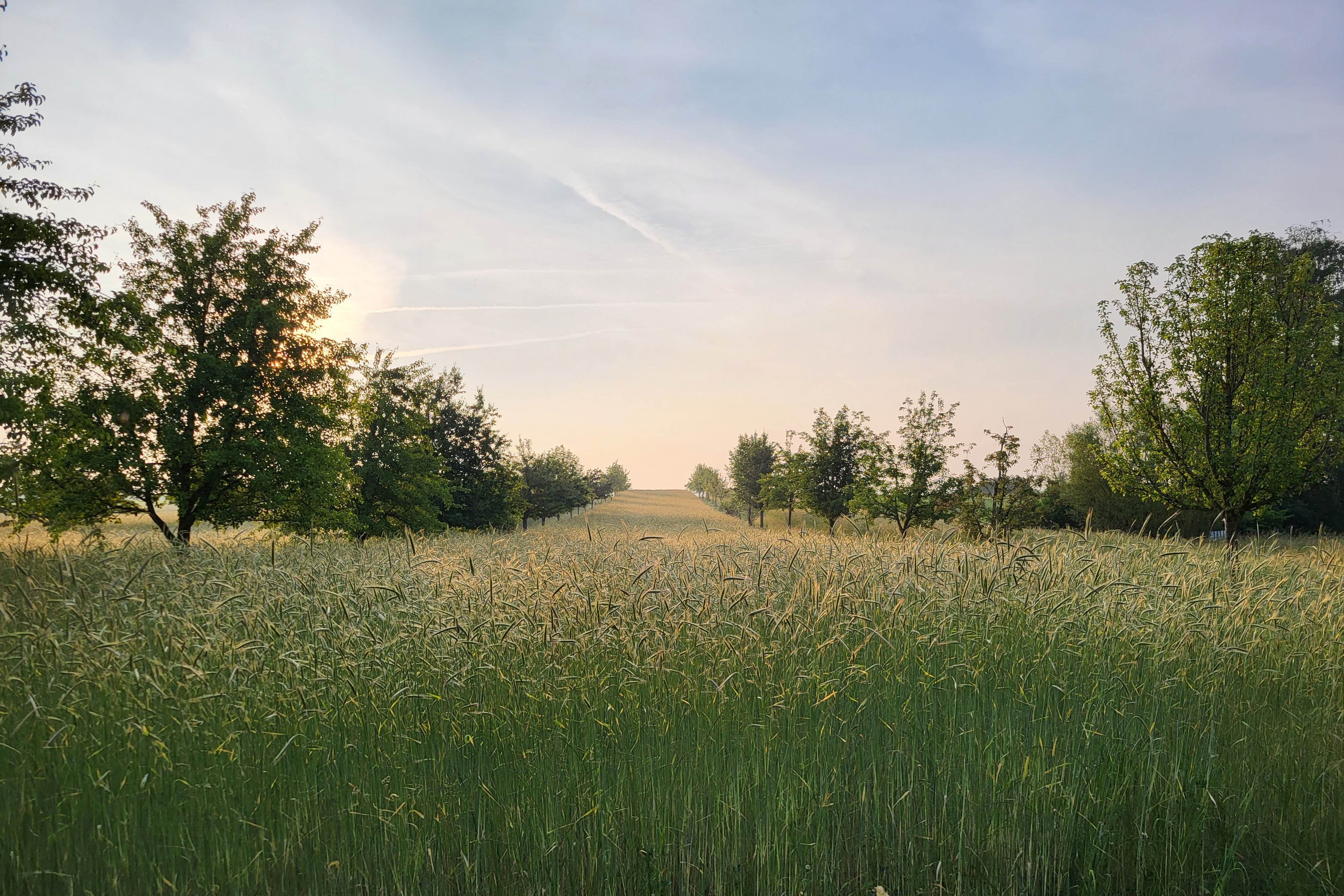 Das Bild zeigt eine weite, grüne Wiese unter einem hellen Himmel.  Im Vordergrund erstreckt sich hohes Gras über die gesamte Bildbreite. Es wirkt dicht und natürlich gewachsen. In der Mitte des Bildes steht ein einzelner Baum mit grünem Laub. Sein Stamm ist schlank, die Krone rundlich und gut ausgeprägt.  Im Hintergrund verläuft eine Reihe weiterer Bäume am Horizont. Der Himmel darüber ist hell und leicht bewölkt. Das Licht wirkt warm, als stamme es von einer tief stehenden Sonne am Morgen oder Abend.  Insgesamt zeigt das Bild eine ruhige Landschaftsszene ohne Menschen oder Gebäude.