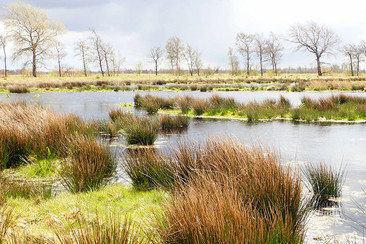 Eine friedliche Moorlandschaft mit niedrigen Gräsern und Wasserflächen. Im Hintergrund sind blattlose Bäume und eine Wolkendecke zu sehen, was eine herbstliche Atmosphäre schafft.