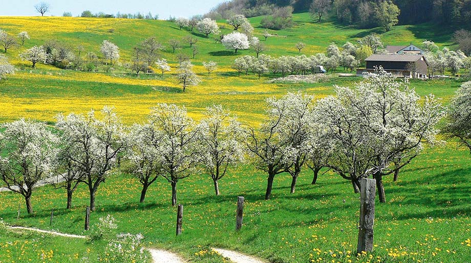 Arbres fruitiers dans un pré vert du Jura.