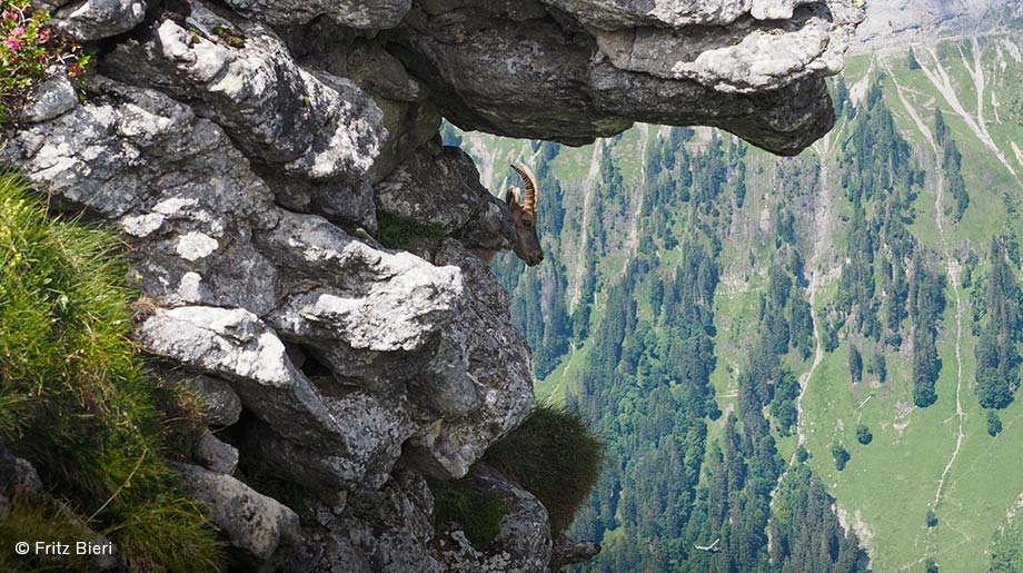 Ein Steinbock blickt von einem Fels ins Tal