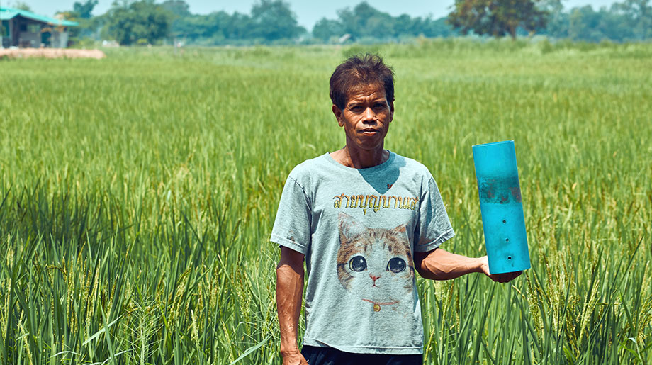 Uomo con una pipa blu sul campo di riso.