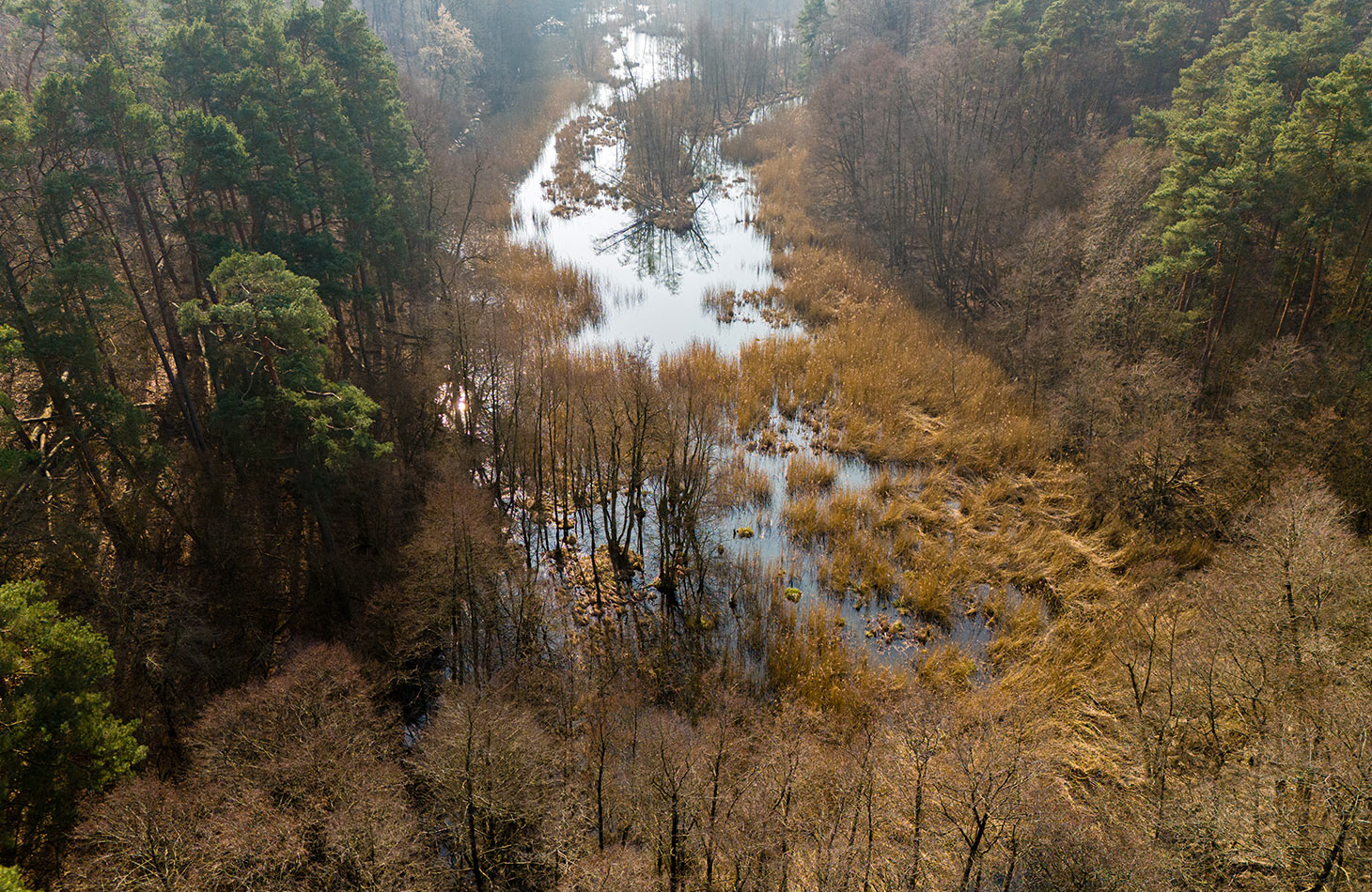 Climate-Adapted Forest Renewal in Herzfelde in Brandenburg