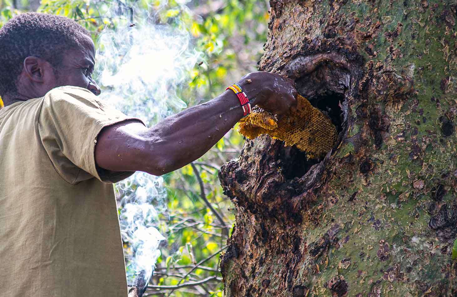 protection-of-tanzanian-forests-for-indigenous-peoples-wildlife-and