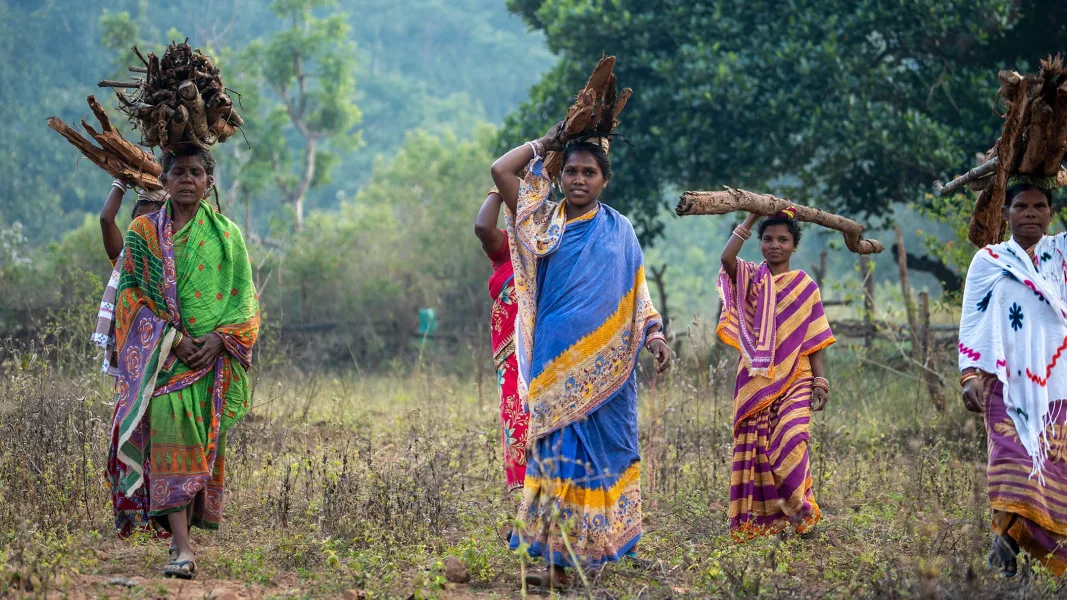 A group of women farmers carry firewood home from the forest in Saleju, Kandhamal.