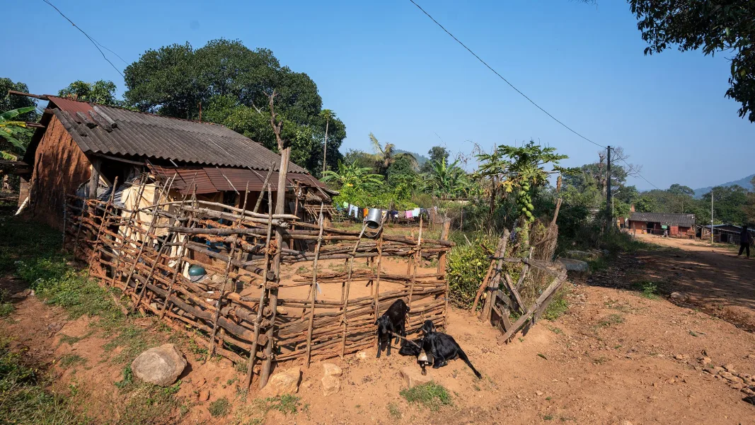 A rural scene with a simple house with a corrugated iron roof, surrounded by a fence made of wooden branches. Two black goats stand at the entrance to the enclosure. Tropical plants grow in the background and a dirt road leads to other small houses.