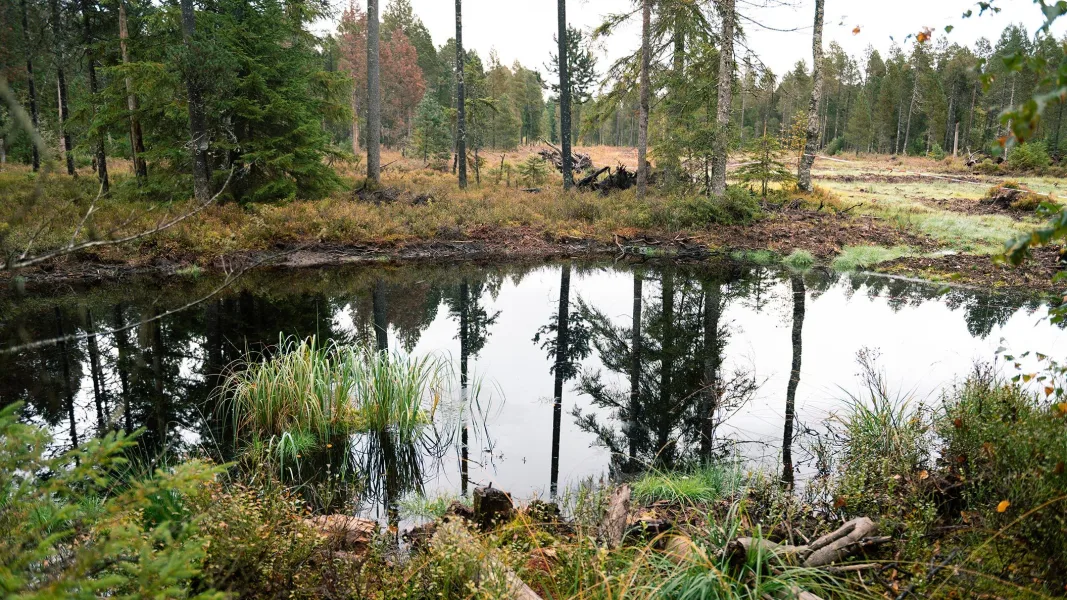 Ein kleiner Moorsee spiegelt umliegende Bäume und Vegetation in einer offenen Moorlandschaft.