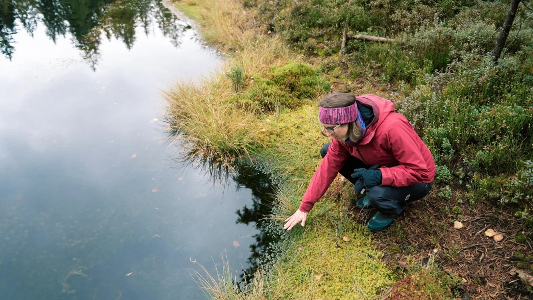 Eine Person kniet am Rand eines Gewässers und untersucht die Vegetation im Moor.
