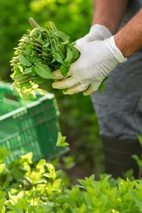 A man holds herbs with both hands in a green garden