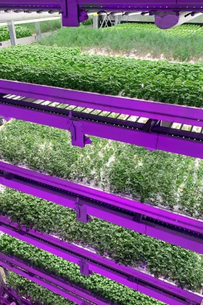 Indoor vertical farm with multiple levels of green plants growing on purple racks, showcasing a sustainable agricultural practice that conserves water and reduces carbon footprint.